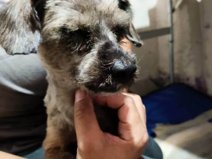 Cachorro ra a Yorkshire idade 6 ou mais anos nome Cachorrinho perdido procuro dono