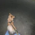 Akira