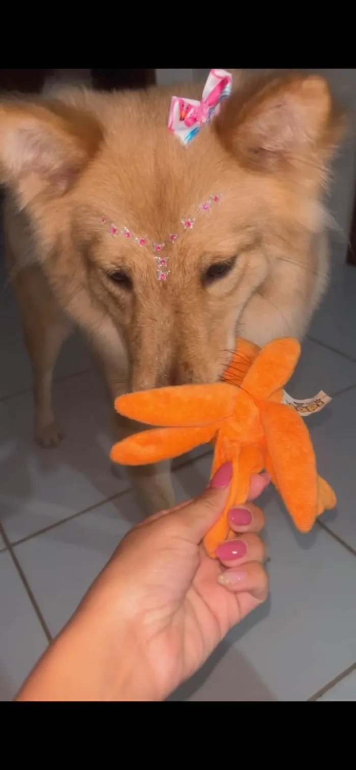 Cachorro ra a Chow Chow idade 1 ano nome Akira 