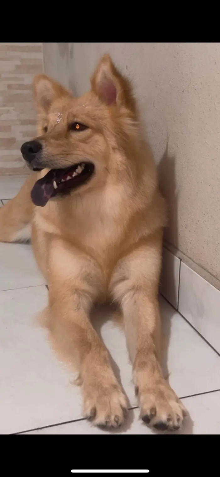 Cachorro ra a Chow Chow idade 1 ano nome Akira 