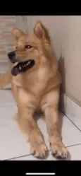 Akira