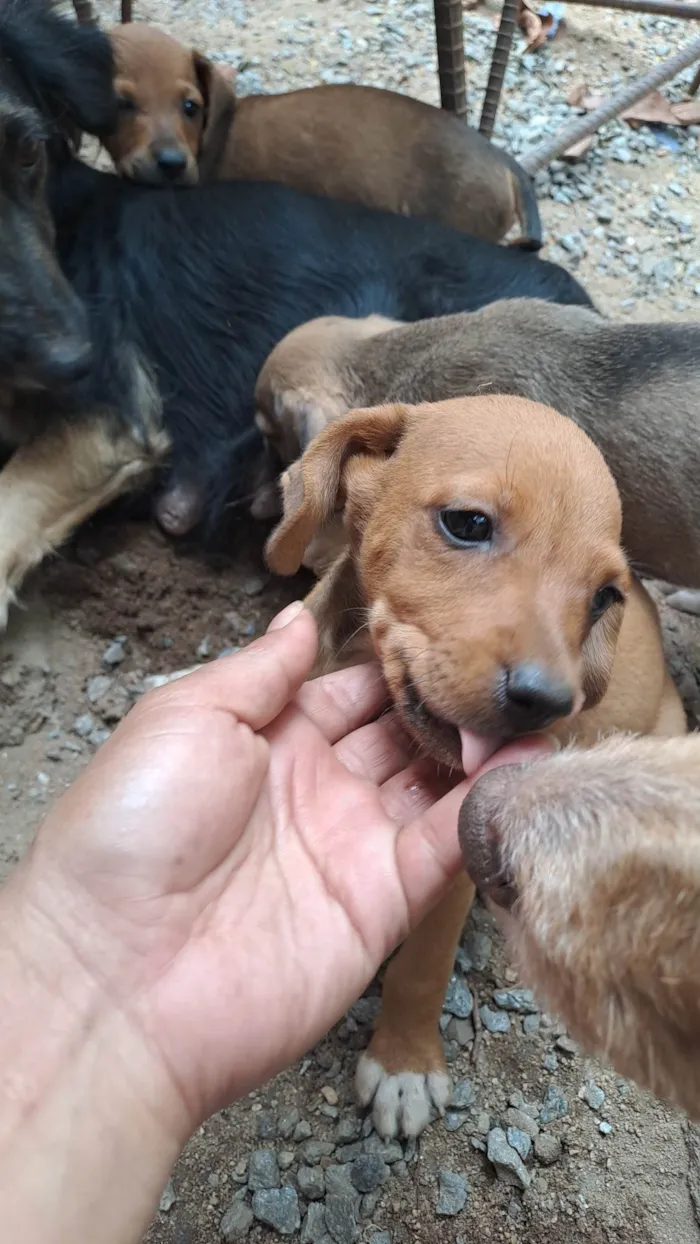 Cachorro ra a SRD-ViraLata idade 2 a 6 meses nome Sem nome