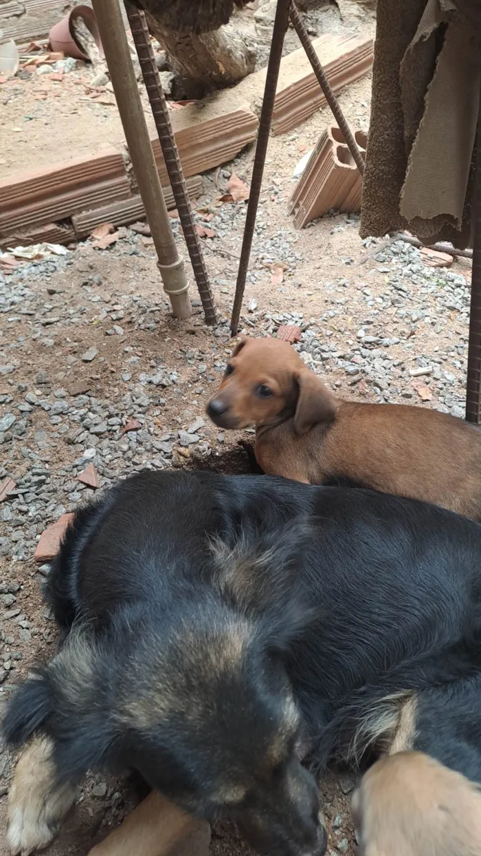 Cachorro ra a SRD-ViraLata idade 2 a 6 meses nome Sem nome