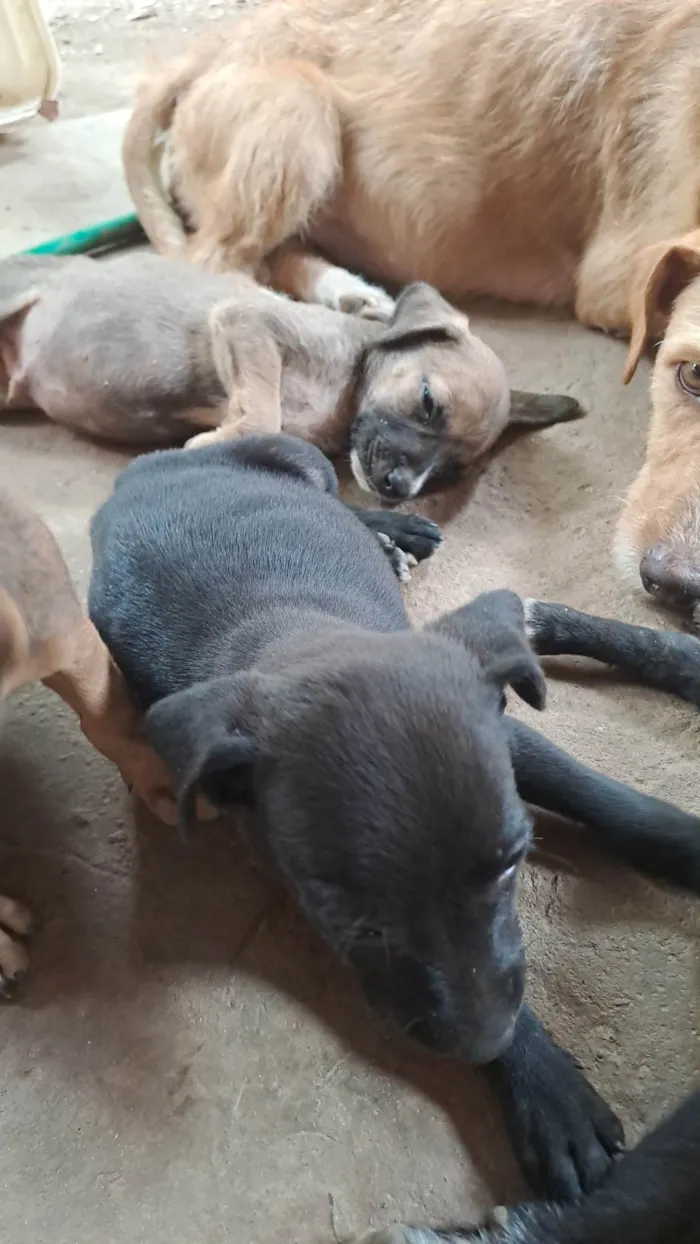 Cachorro ra a SRD-ViraLata idade 2 a 6 meses nome Sem nome