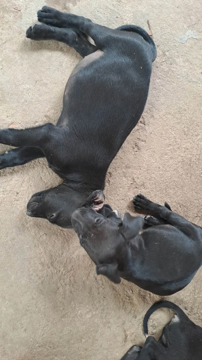 Cachorro ra a SRD-ViraLata idade 2 a 6 meses nome Sem nome