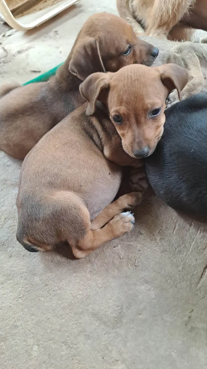 Cachorro ra a SRD-ViraLata idade 2 a 6 meses nome Sem nome