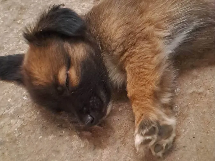 Cachorro ra a SRD-ViraLata idade 2 a 6 meses nome Sem nome