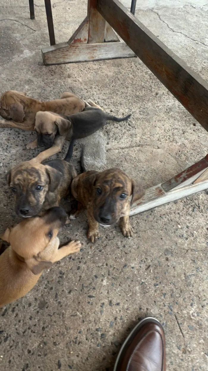 Cachorro ra a SRD-ViraLata idade Abaixo de 2 meses nome Sem nome 