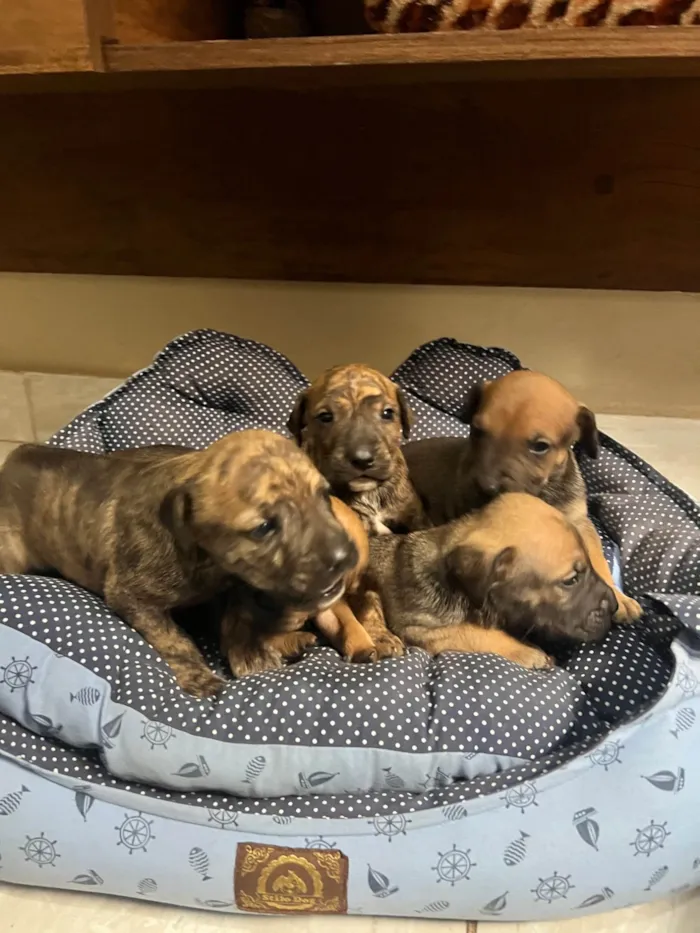 Cachorro ra a SRD-ViraLata idade Abaixo de 2 meses nome Sem nome 