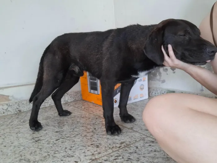 Cachorro ra a SRD-ViraLata idade 4 anos nome Beto