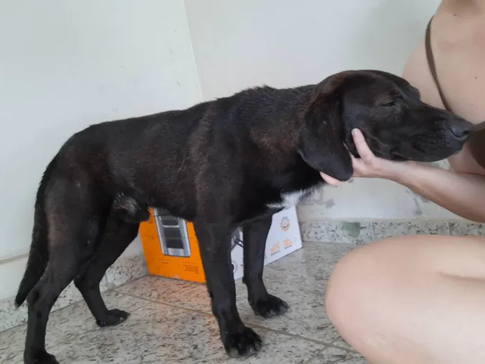 Cachorro ra a SRD-ViraLata idade 4 anos nome Beto