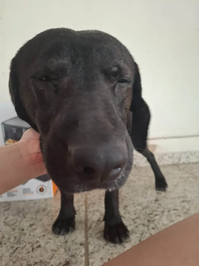 Cachorro ra a SRD-ViraLata idade 4 anos nome Beto