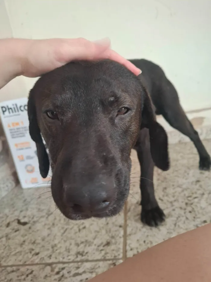 Cachorro ra a SRD-ViraLata idade 4 anos nome Beto