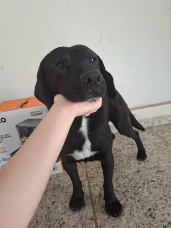 Cachorro ra a SRD-ViraLata idade 4 anos nome Beto