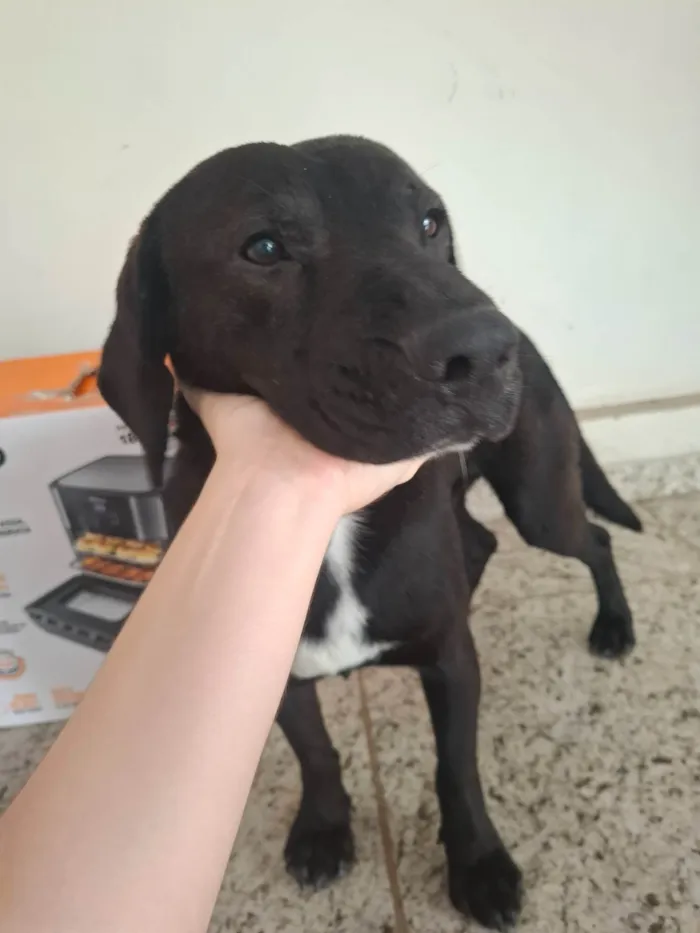 Cachorro ra a SRD-ViraLata idade 4 anos nome Beto