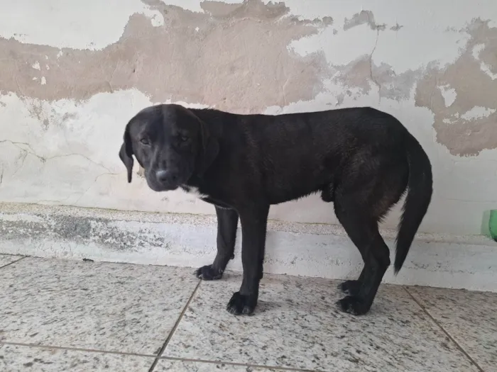 Cachorro ra a SRD-ViraLata idade 4 anos nome Beto