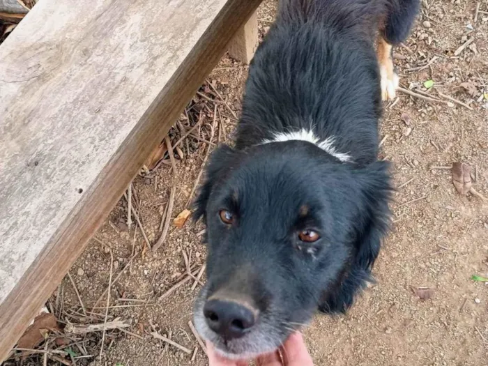 Cachorro ra a SRD-ViraLata idade 3 anos nome Kira