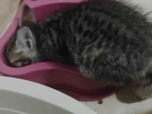 Gato raça SRD-ViraLata idade Abaixo de 2 meses nome Não tem nome 