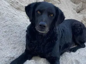 Cachorro raça SRD-ViraLata idade 6 ou mais anos nome Cape