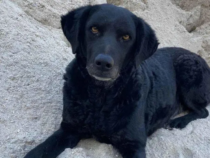 Cachorro ra a SRD-ViraLata idade 6 ou mais anos nome Cape