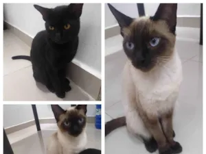 Gato raça SRD-ViraLata idade 7 a 11 meses nome Não tem