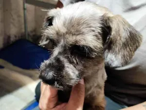 Cachorro raça Yorkshire idade 6 ou mais anos nome Cachorrinho perdido procuro dono