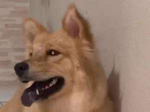 Cachorro raça Chow Chow idade 1 ano nome Akira 