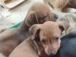 Cachorro raça SRD-ViraLata idade 2 a 6 meses nome Sem nome