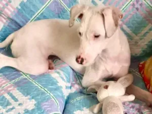 Cachorro raça SRD-ViraLata idade 7 a 11 meses nome Gigi bb7meses