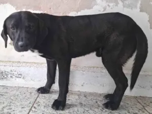 Cachorro raça SRD-ViraLata idade 4 anos nome Beto