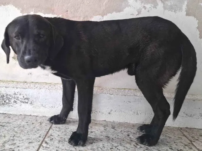 Cachorro ra a SRD-ViraLata idade 4 anos nome Beto