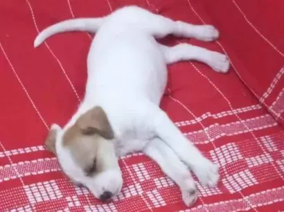 Cachorro raça Fox Terrier idade 2 a 6 meses nome THOR