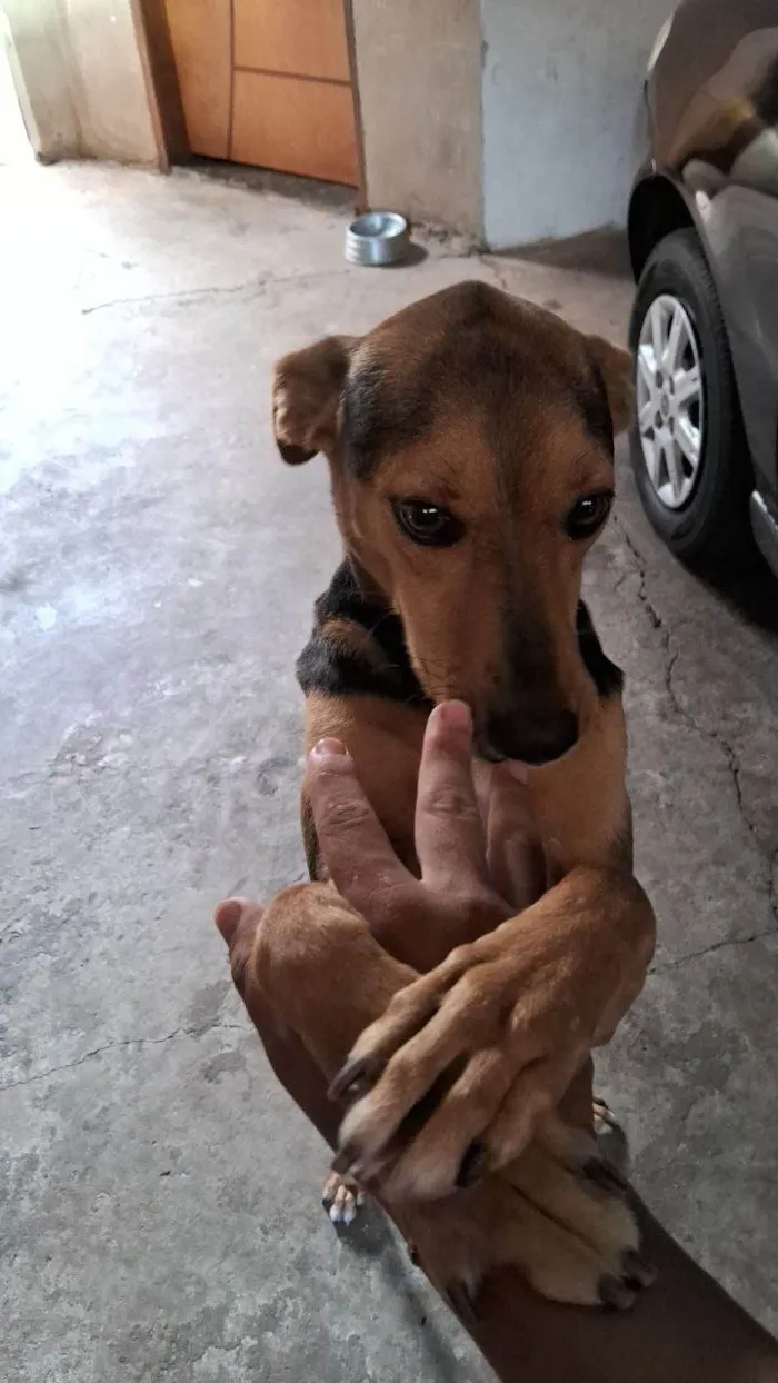 Cachorro ra a SRD-ViraLata idade 3 anos nome Teca