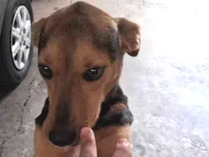 Cachorro raça SRD-ViraLata idade 3 anos nome Teca