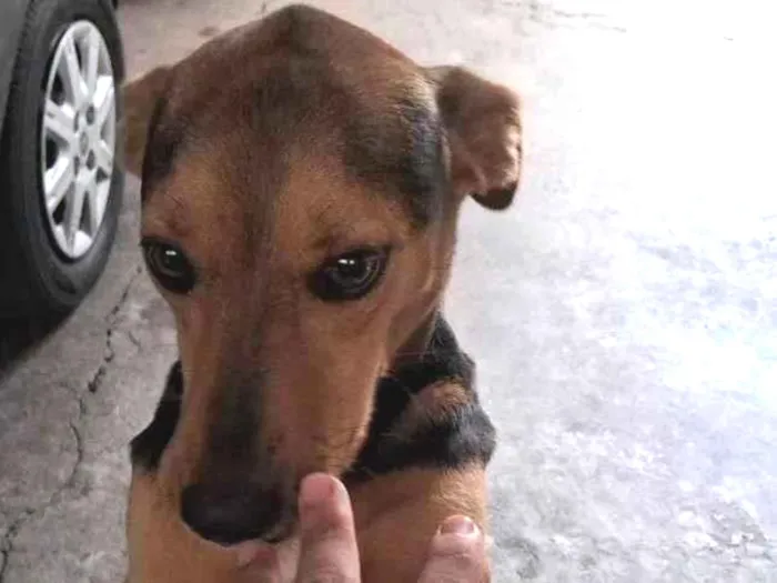 Cachorro ra a SRD-ViraLata idade 3 anos nome Teca