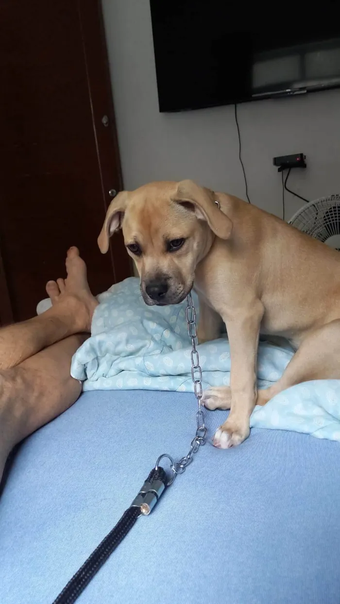 Cachorro ra a SRD-ViraLata idade 2 a 6 meses nome filhote 3 meses