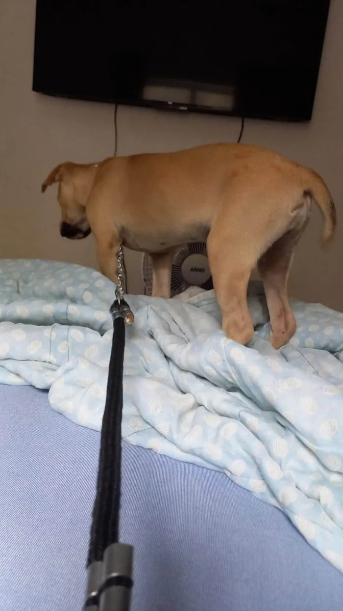 Cachorro ra a SRD-ViraLata idade 2 a 6 meses nome filhote 3 meses