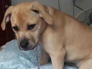 Cachorro raça SRD-ViraLata idade 2 a 6 meses nome filhote 3 meses