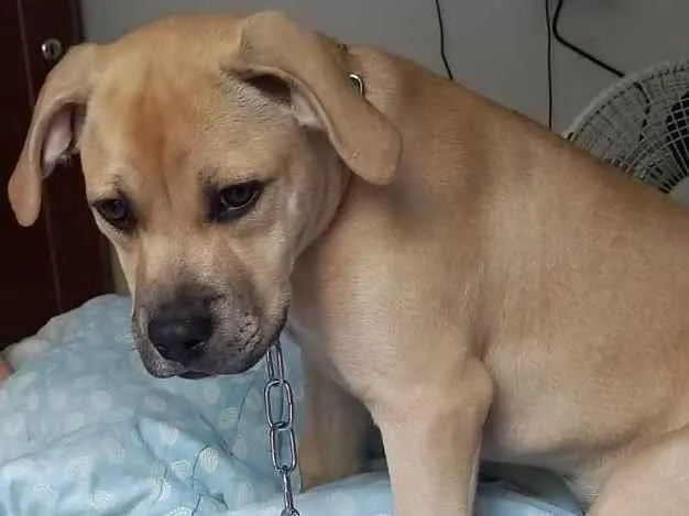 Cachorro ra a SRD-ViraLata idade 2 a 6 meses nome filhote 3 meses