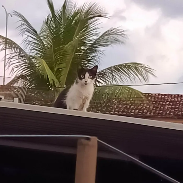 Gato ra a Exótico idade 2 a 6 meses nome Não têm nomes