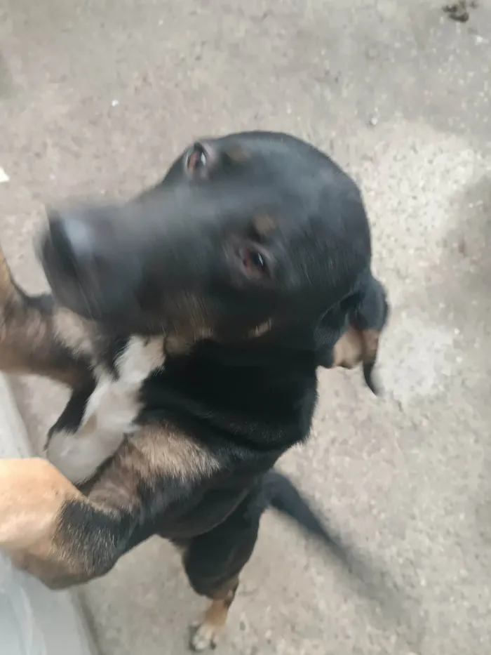 Cachorro ra a SRD-ViraLata idade 1 ano nome Nataline