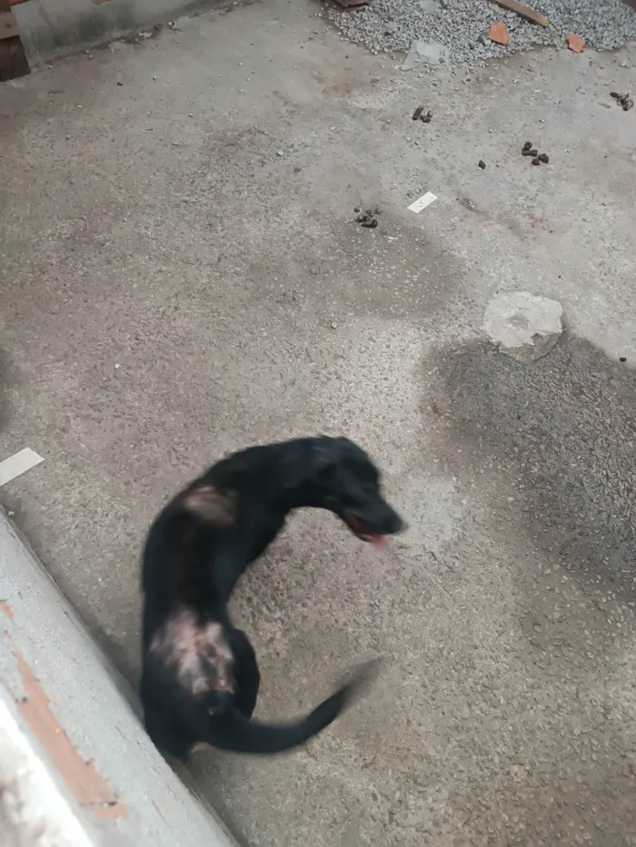 Cachorro ra a SRD-ViraLata idade 1 ano nome Nataline