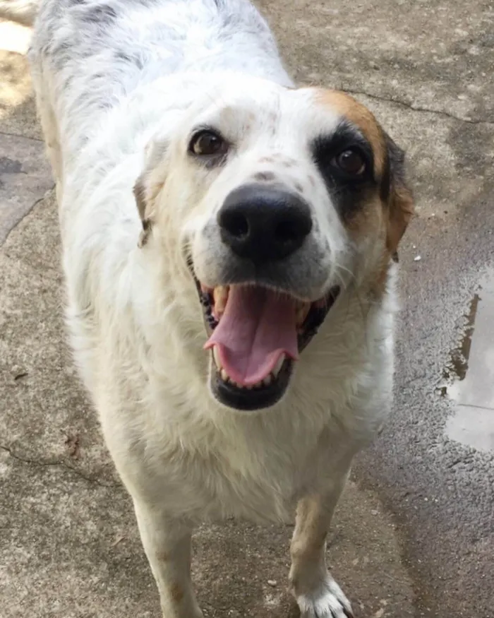 Cachorro ra a SRD-ViraLata idade 4 anos nome Lolla