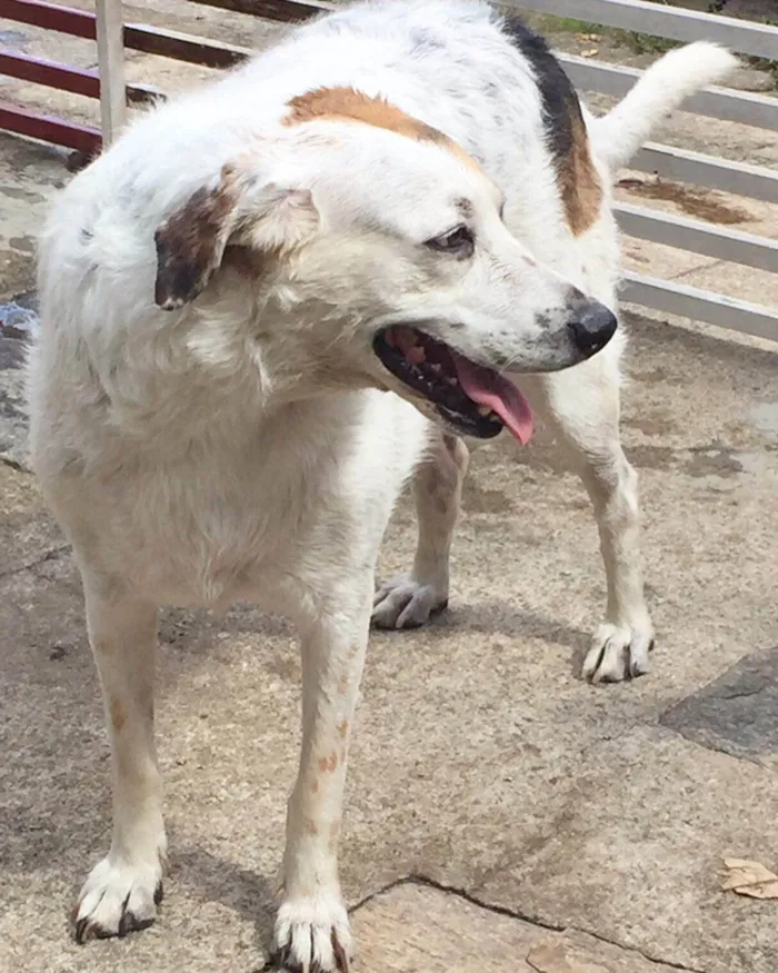 Cachorro ra a SRD-ViraLata idade 4 anos nome Lolla