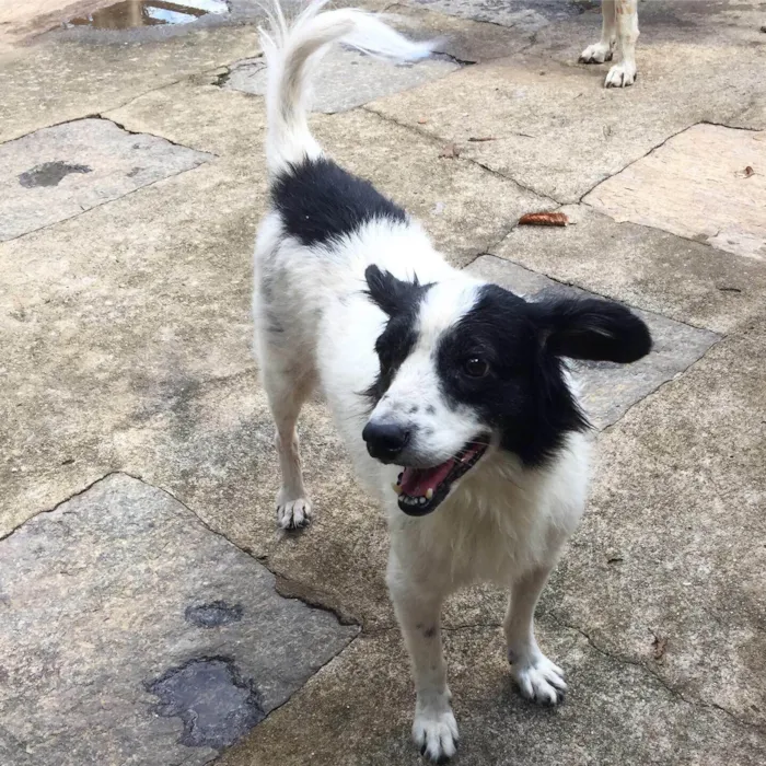 Cachorro ra a SRD-ViraLata idade 6 ou mais anos nome Billy