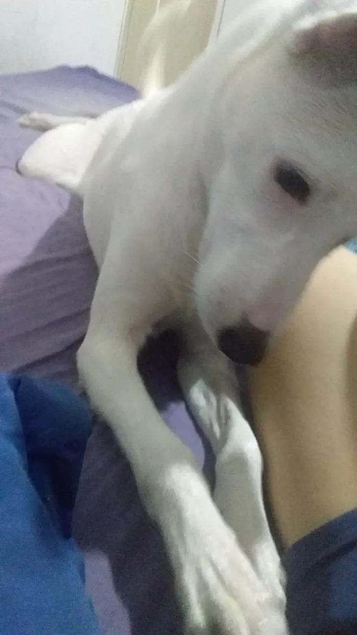 Cachorro ra a SRD-ViraLata idade 7 a 11 meses nome Pipoca