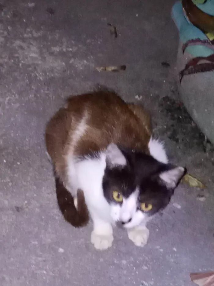 Gato ra a SRD-ViraLata idade 7 a 11 meses nome Genilda