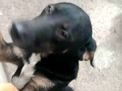 Cachorro raça SRD-ViraLata idade 1 ano nome Nataline