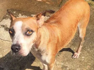 Cachorro raça SRD-ViraLata idade 4 anos nome Bóris