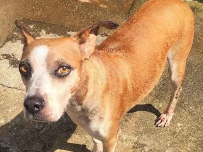 Cachorro raça SRD-ViraLata idade 4 anos nome Bóris